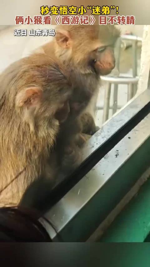 秒变悟空小“迷弟”！俩小猴看《西游记》目不转睛