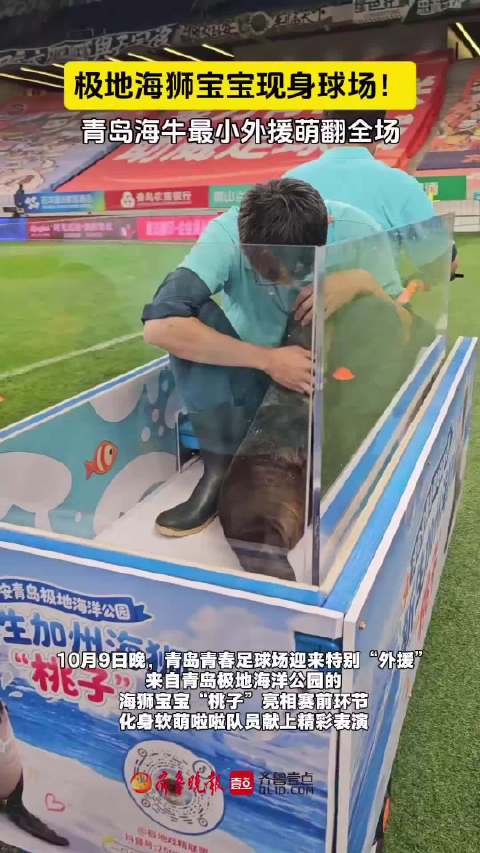 果然视频｜海狮化身啦啦队员，为青岛海牛对阵北京国安对决助阵
