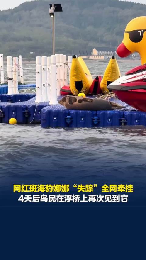 网红斑海豹娜娜“失踪”全网牵挂，4天后岛民在浮桥上再次见到它