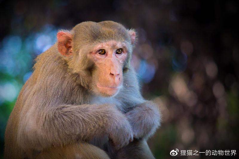 上百只恒河猴从<a href=