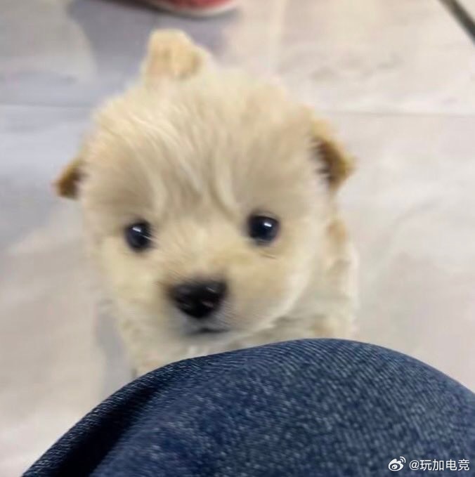 T1选手Keria赛场花絮曝光，粉丝直呼可爱