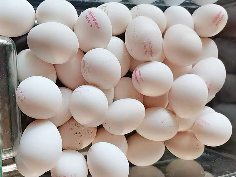 春天买鸡蛋,白壳和红壳鸡蛋哪种好?农场老板说漏嘴:以后别瞎买
