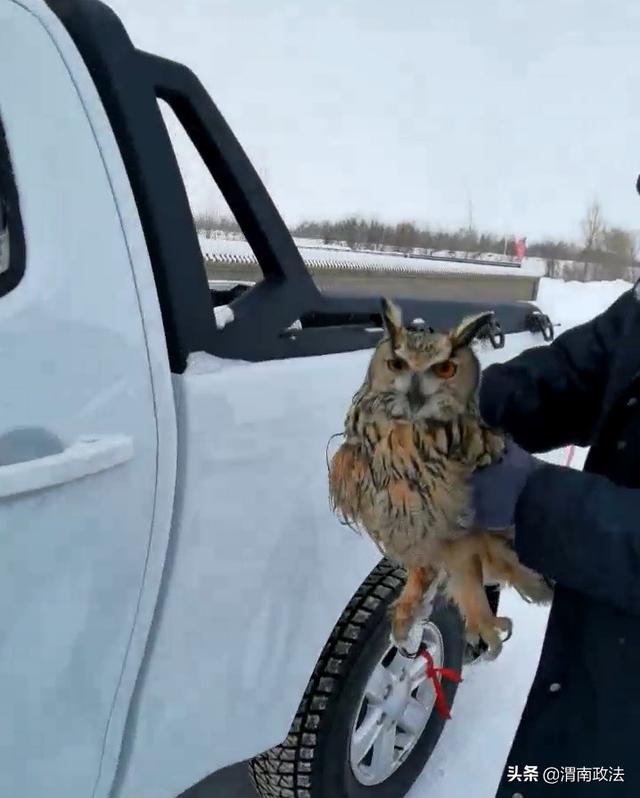 受伤猫头鹰“拦路求助”,被民警带回警务室后萌化众人休闲区蓝鸢梦想 - Www.slyday.coM 受伤猫头鹰“拦路求助”,被民警带回警务室后萌化众人休闲区蓝鸢梦想 - Www.slyday.coM