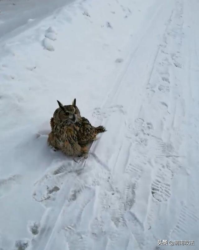 受伤猫头鹰“拦路求助”,被民警带回警务室后萌化众人休闲区蓝鸢梦想 - Www.slyday.coM 受伤猫头鹰“拦路求助”,被民警带回警务室后萌化众人休闲区蓝鸢梦想 - Www.slyday.coM