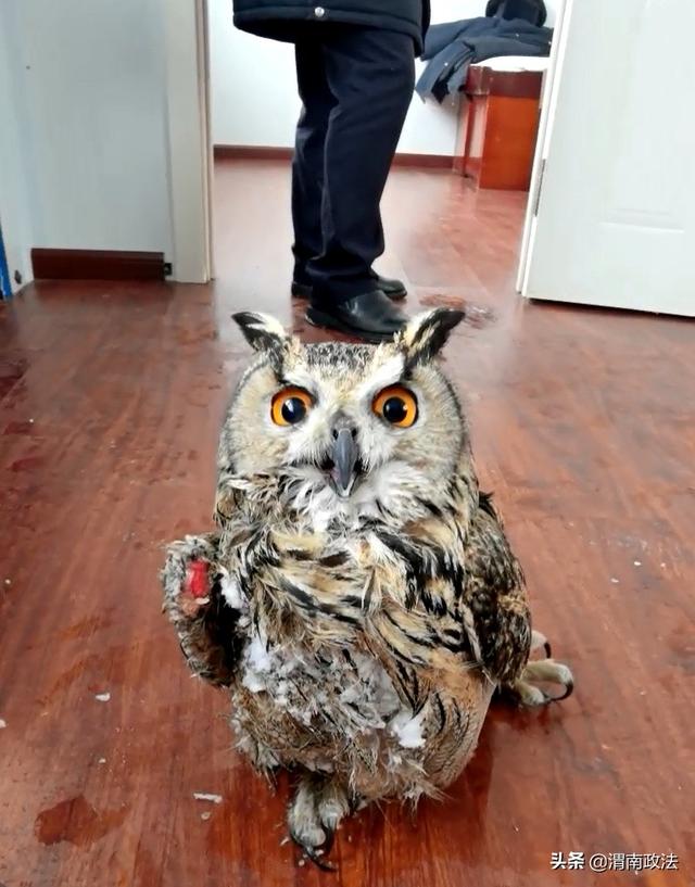 受伤猫头鹰“拦路求助”,被民警带回警务室后萌化众人休闲区蓝鸢梦想 - Www.slyday.coM 受伤猫头鹰“拦路求助”,被民警带回警务室后萌化众人休闲区蓝鸢梦想 - Www.slyday.coM