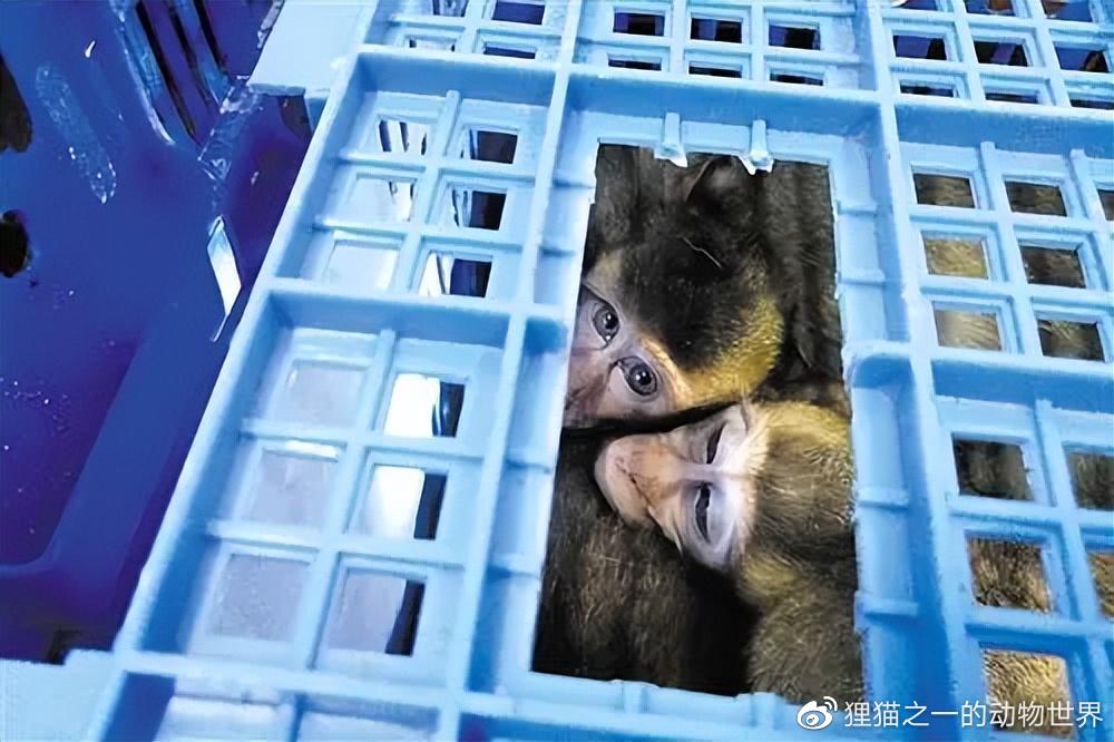 上百只恒河猴从<a href=