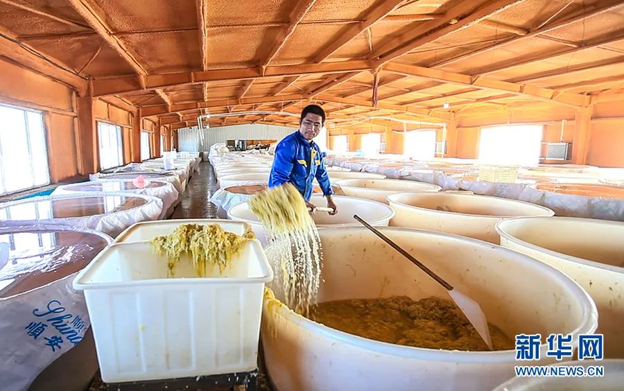 东北人买菜有多豪横?大妈一出手就是1000斤白菜……休闲区蓝鸢梦想 - Www.slyday.coM 东北人买菜有多豪横?大妈一出手就是1000斤白菜……休闲区蓝鸢梦想 - Www.slyday.coM