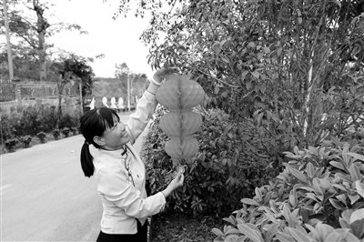 美丽乡村年味足 众多游客慕名来