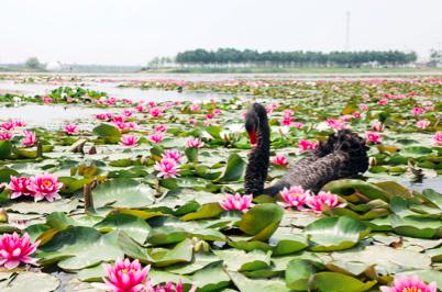 北辰：深耕旅游产业 推进乡村振兴