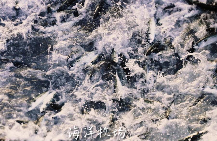 好品山东虎年出山休闲区蓝鸢梦想 - Www.slyday.coM 好品山东虎年出山休闲区蓝鸢梦想 - Www.slyday.coM