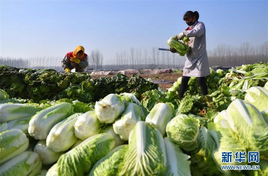 东北人买菜有多豪横?大妈一出手就是1000斤白菜……休闲区蓝鸢梦想 - Www.slyday.coM 东北人买菜有多豪横?大妈一出手就是1000斤白菜……休闲区蓝鸢梦想 - Www.slyday.coM