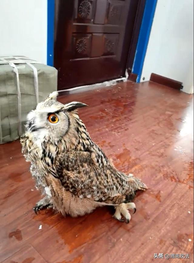 受伤猫头鹰“拦路求助”,被民警带回警务室后萌化众人休闲区蓝鸢梦想 - Www.slyday.coM 受伤猫头鹰“拦路求助”,被民警带回警务室后萌化众人休闲区蓝鸢梦想 - Www.slyday.coM