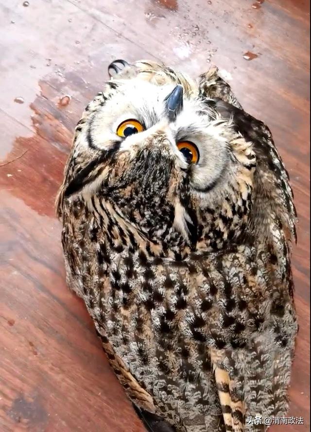 受伤猫头鹰“拦路求助”,被民警带回警务室后萌化众人休闲区蓝鸢梦想 - Www.slyday.coM 受伤猫头鹰“拦路求助”,被民警带回警务室后萌化众人休闲区蓝鸢梦想 - Www.slyday.coM