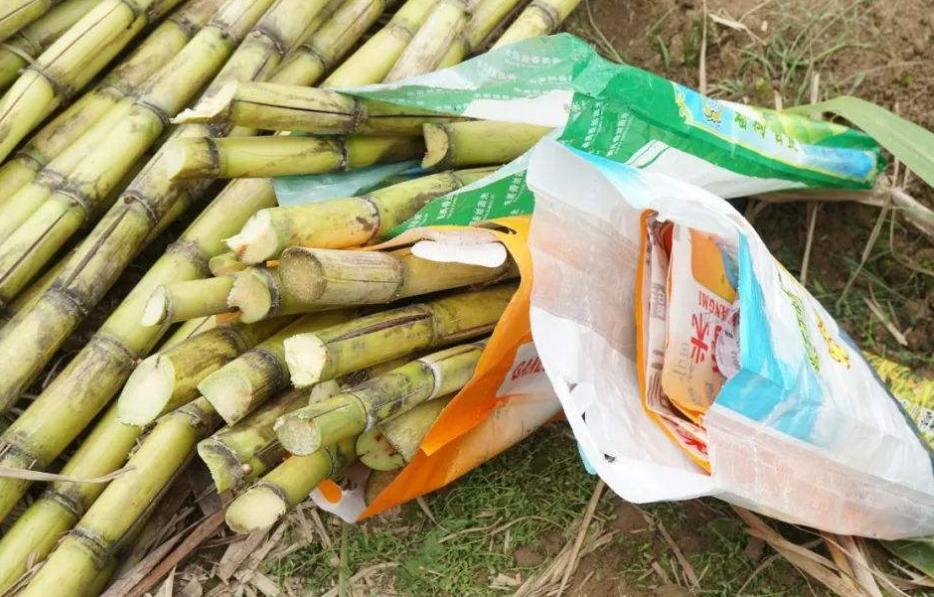 有黑幕?围抢老人甘蔗外包公司承包费2000多万,被投诉不正当竞争休闲区蓝鸢梦想 - Www.slyday.coM 有黑幕?围抢老人甘蔗外包公司承包费2000多万,被投诉不正当竞争休闲区蓝鸢梦想 - Www.slyday.coM