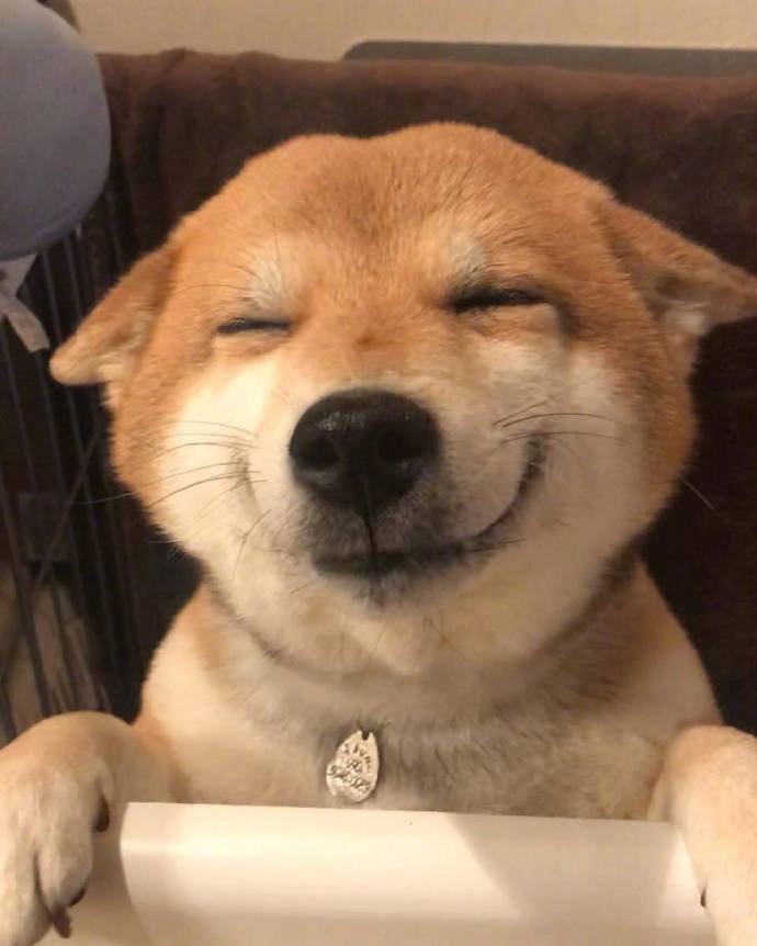 柴犬君hana的微笑