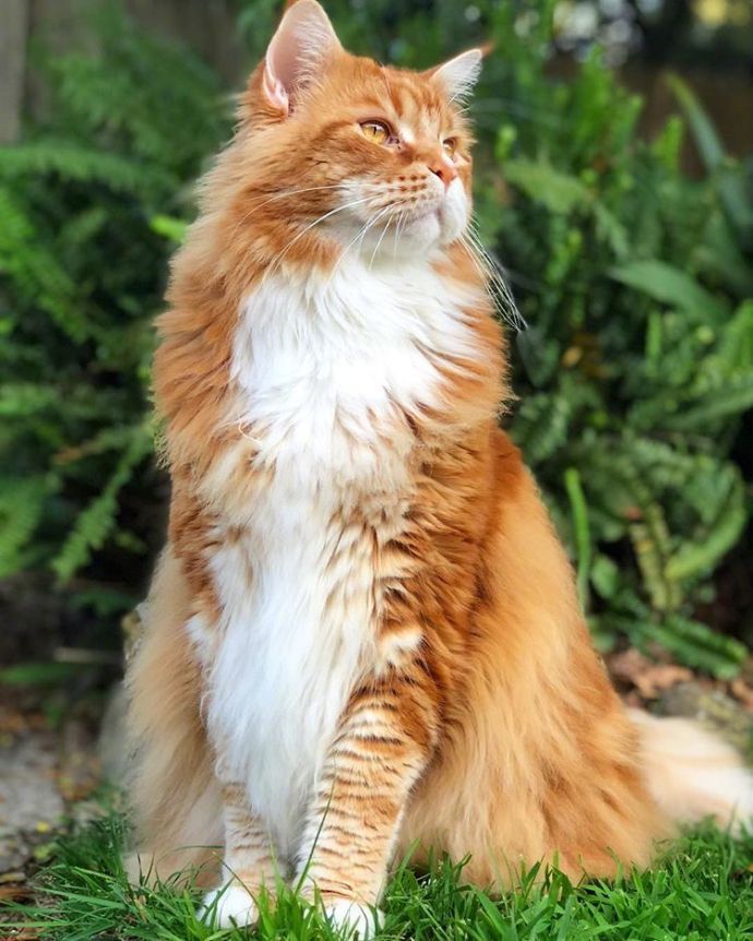 养一只缅因猫是什么体验膜拜大佬