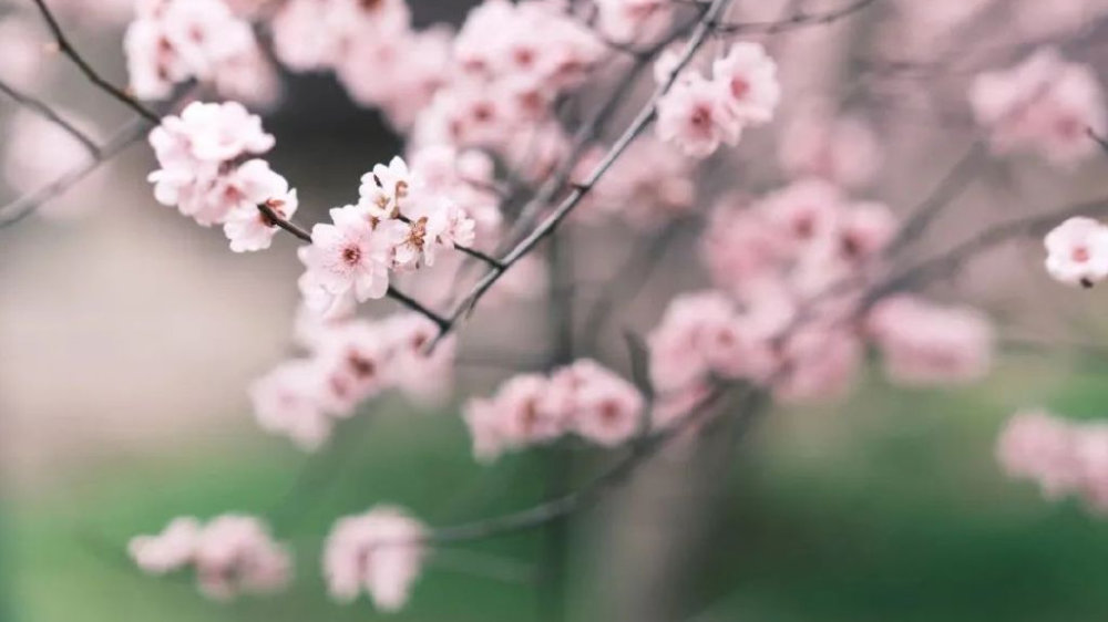 长沙女子春游赏花 花粉过敏引发哮喘