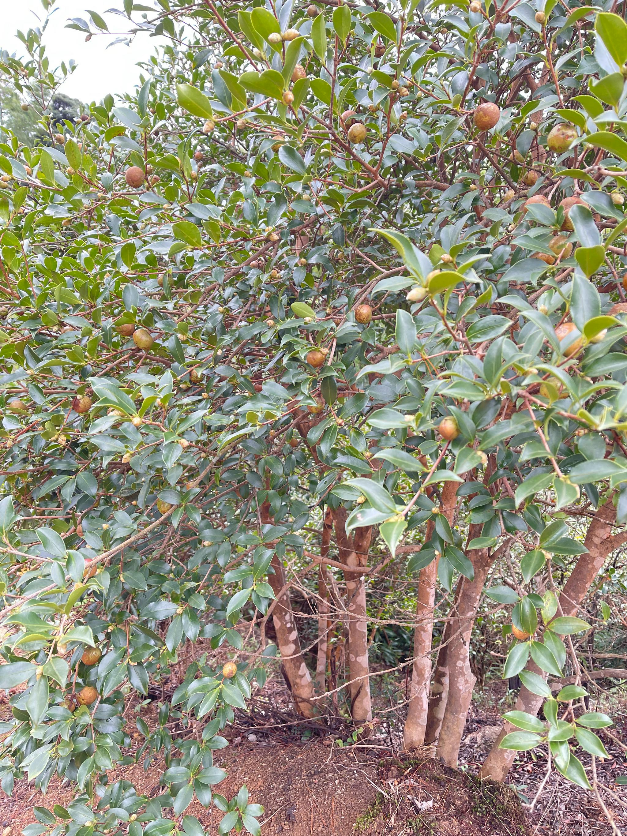 油茶也叫茶子树茶油树白花茶属茶科山茶属