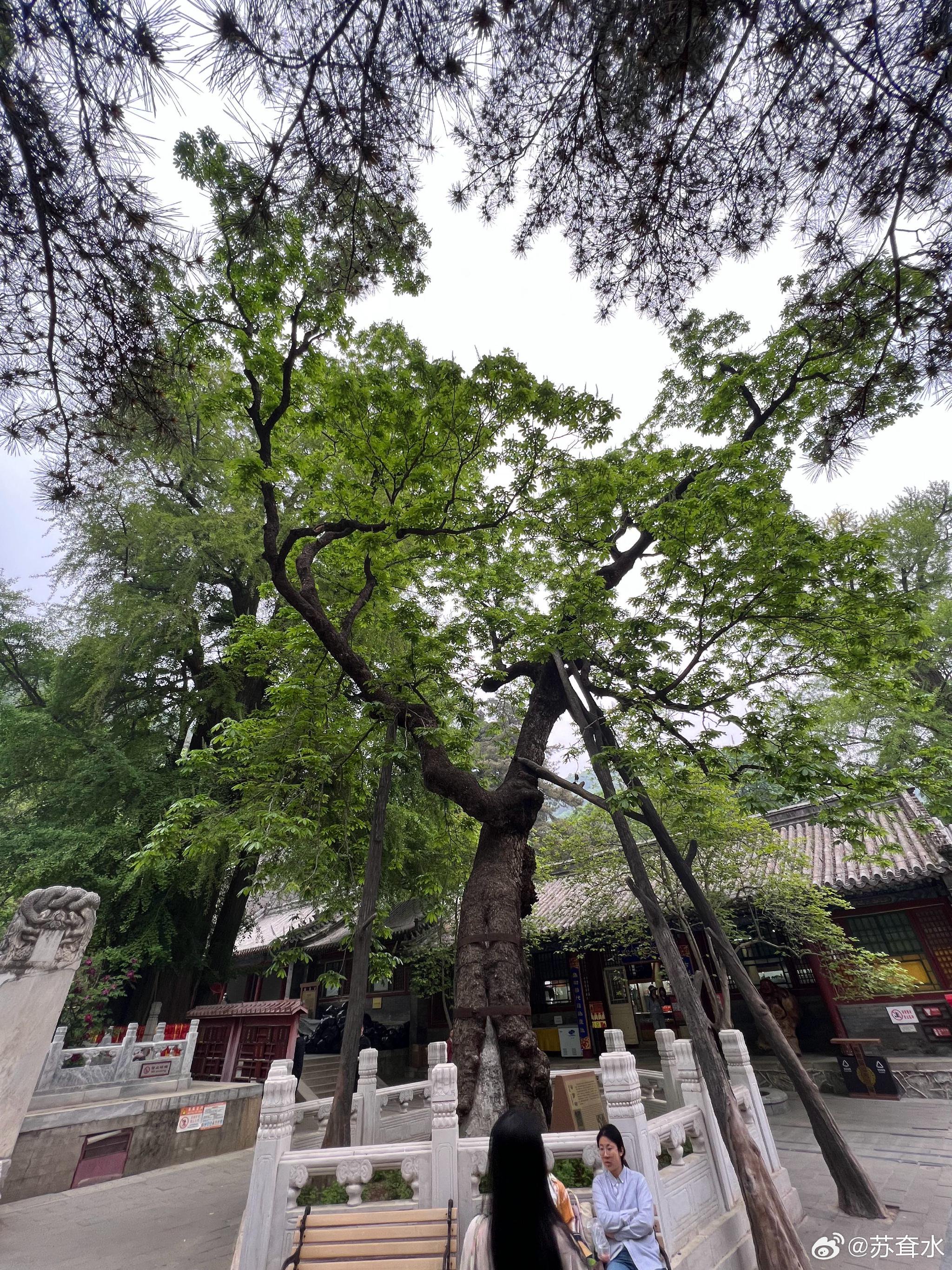注意看，这是潭柘寺的婆罗树，也就是我们常说的菩提树，也叫七叶树