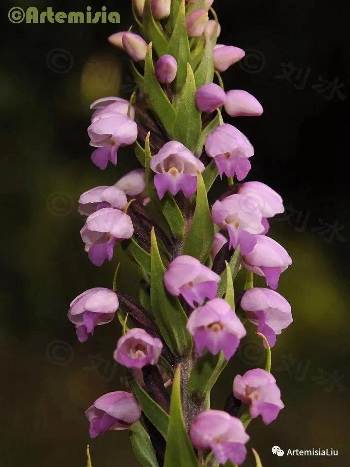 赏花东非原生兰花特辑地生兰篇