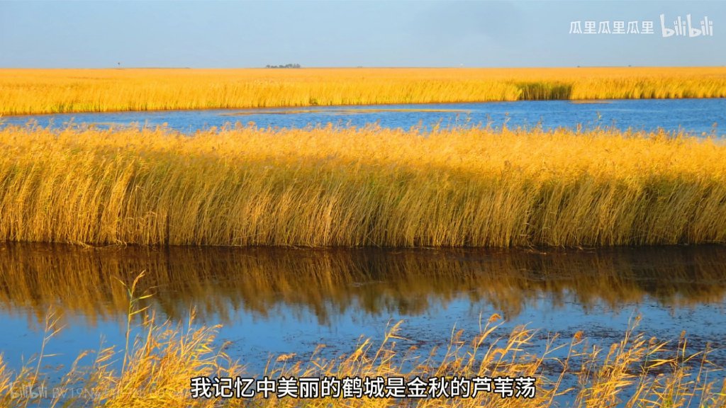 祖国金秋美丽，摄于黑龙江齐齐哈尔扎龙湿地