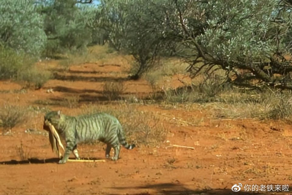 澳洲猫咪：从可爱宠物到凶残的入侵者，每年干掉两亿只小动物！