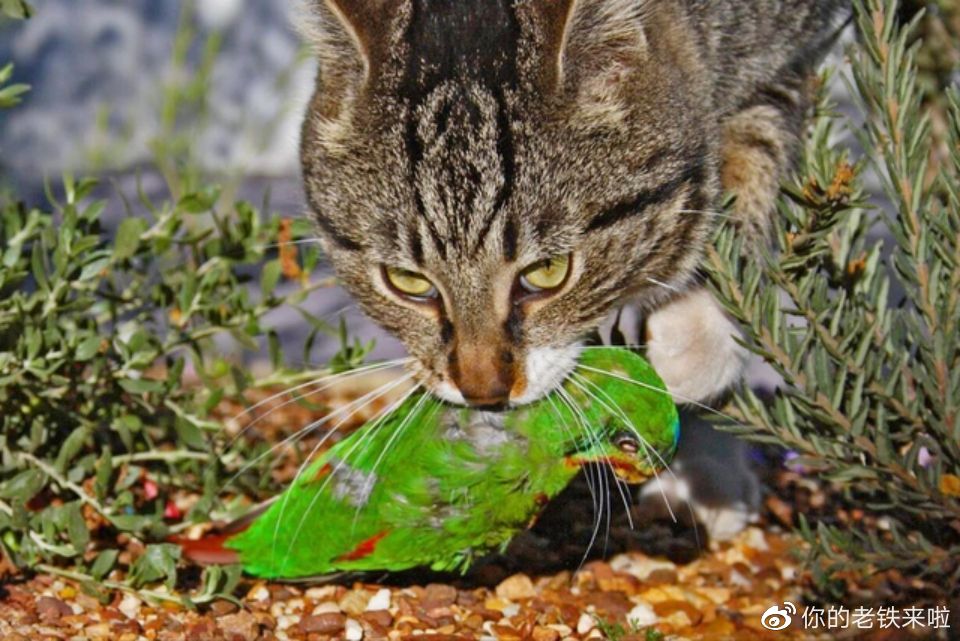 澳洲猫咪：从可爱宠物到凶残的入侵者，每年干掉两亿只小动物！