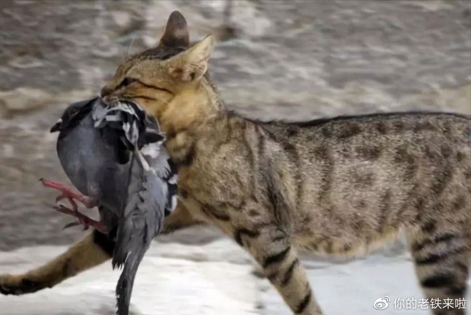 澳洲猫咪：从可爱宠物到凶残的入侵者，每年干掉两亿只小动物！入侵者猫咪澳洲_新浪新闻