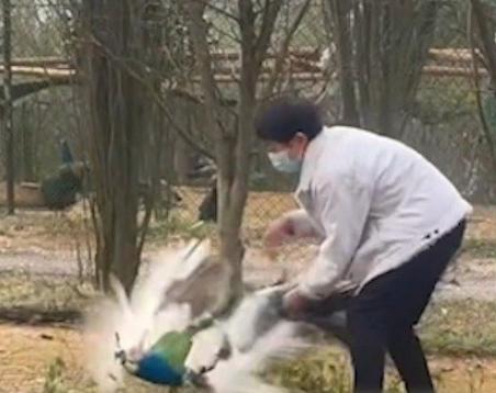 一动物园内孔雀遭游客拔毛,多次挣扎未逃脱,曾有孔雀被抱而吓死休闲区蓝鸢梦想 - Www.slyday.coM 一动物园内孔雀遭游客拔毛,多次挣扎未逃脱,曾有孔雀被抱而吓死休闲区蓝鸢梦想 - Www.slyday.coM