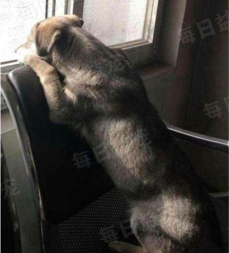 狗狗消失5天后再回家，看到它叼着的东西后，主人忍不住哭了休闲区蓝鸢梦想 - Www.slyday.coM