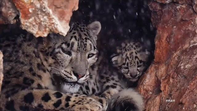 《雪豹妈妈的艰难狩猎与幼崽的危机冒险》