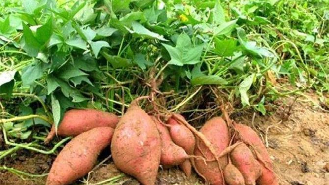 玉米传入中国时间 地瓜红薯历史文化渊源