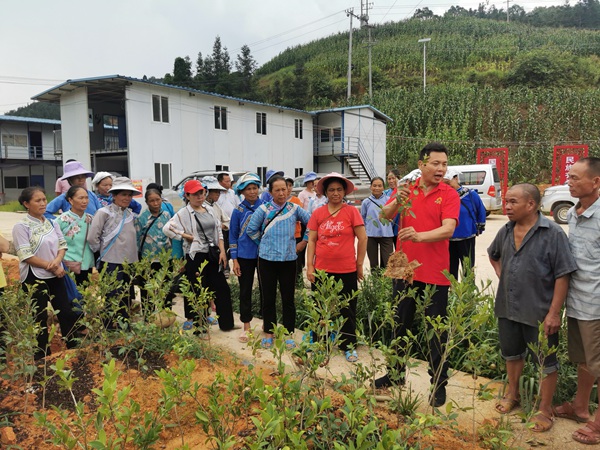 图为农技人员在册亨县弼佑镇油茶苗圃基地培训.王昌盛摄