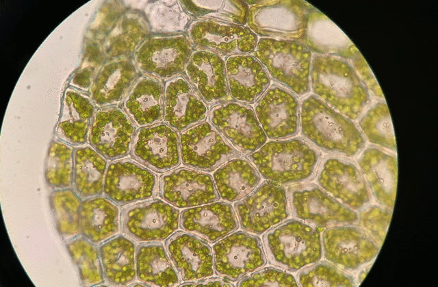 显微镜下的苔藓植物有着别样的美感.