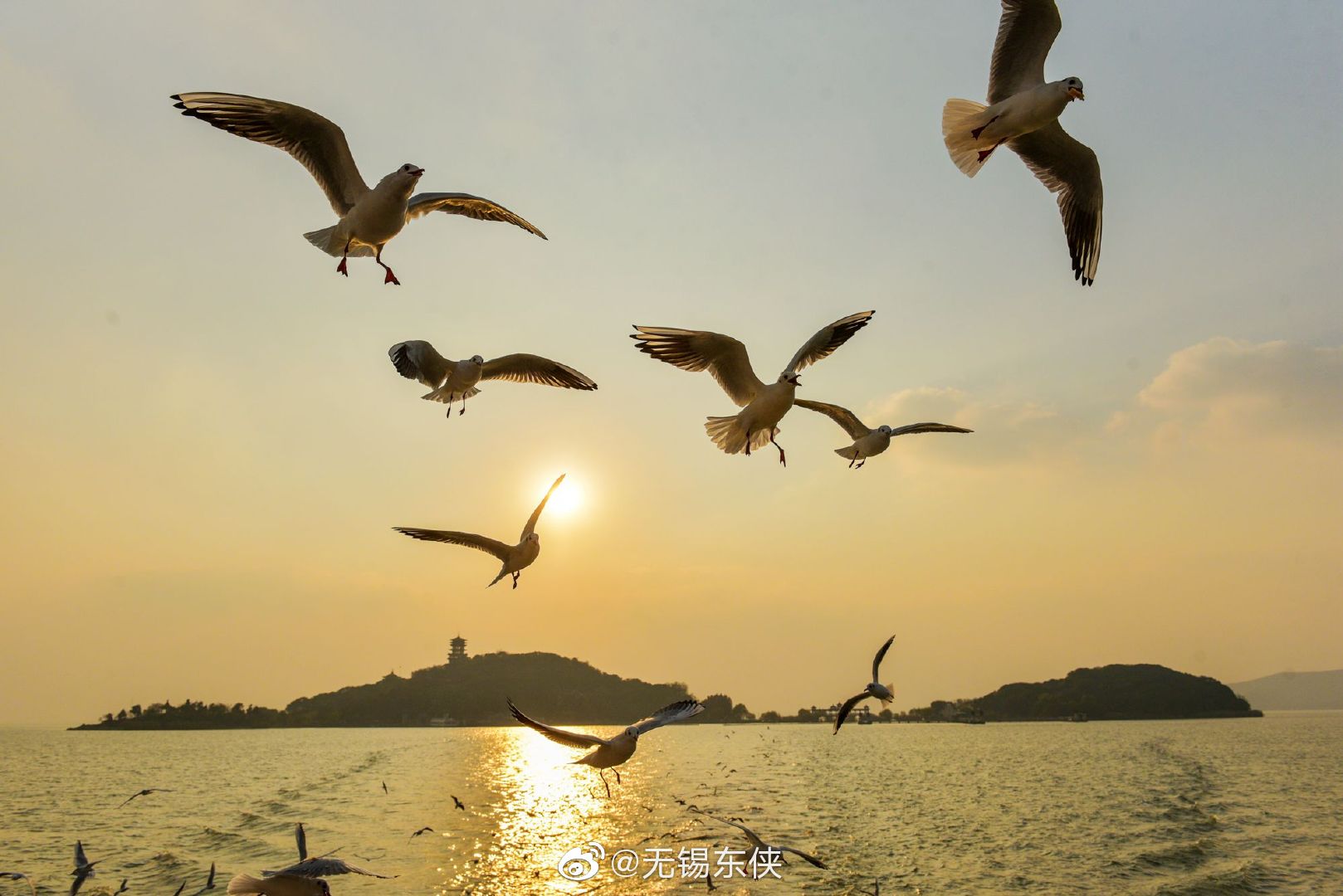 日落西山暮,尽兴晚归舟,惊起太湖红嘴鸥,争渡争渡……_高清图集_新浪