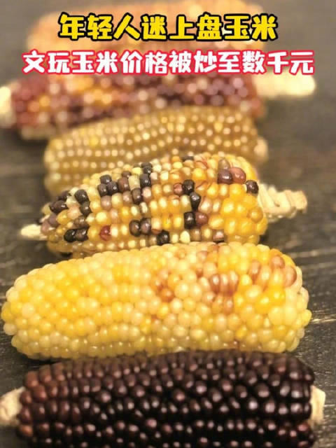 文玩玉米价格被炒至数千元