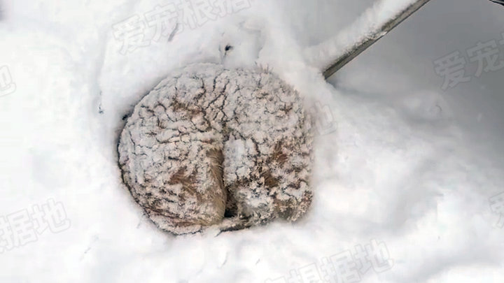 零下10度，在雪里睡觉的小狗差点被冻成雪雕，还好妈妈比死神先到