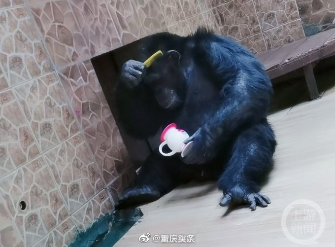 动物园直播黑猩猩看报纸 洗脸、刷牙、吃早饭、看报纸······