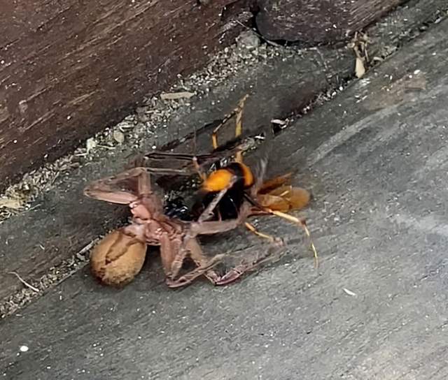 澳洲猎人蛛大战黄蜂蜘蛛被锁喉黄蜂一条腿折断结果怎么样