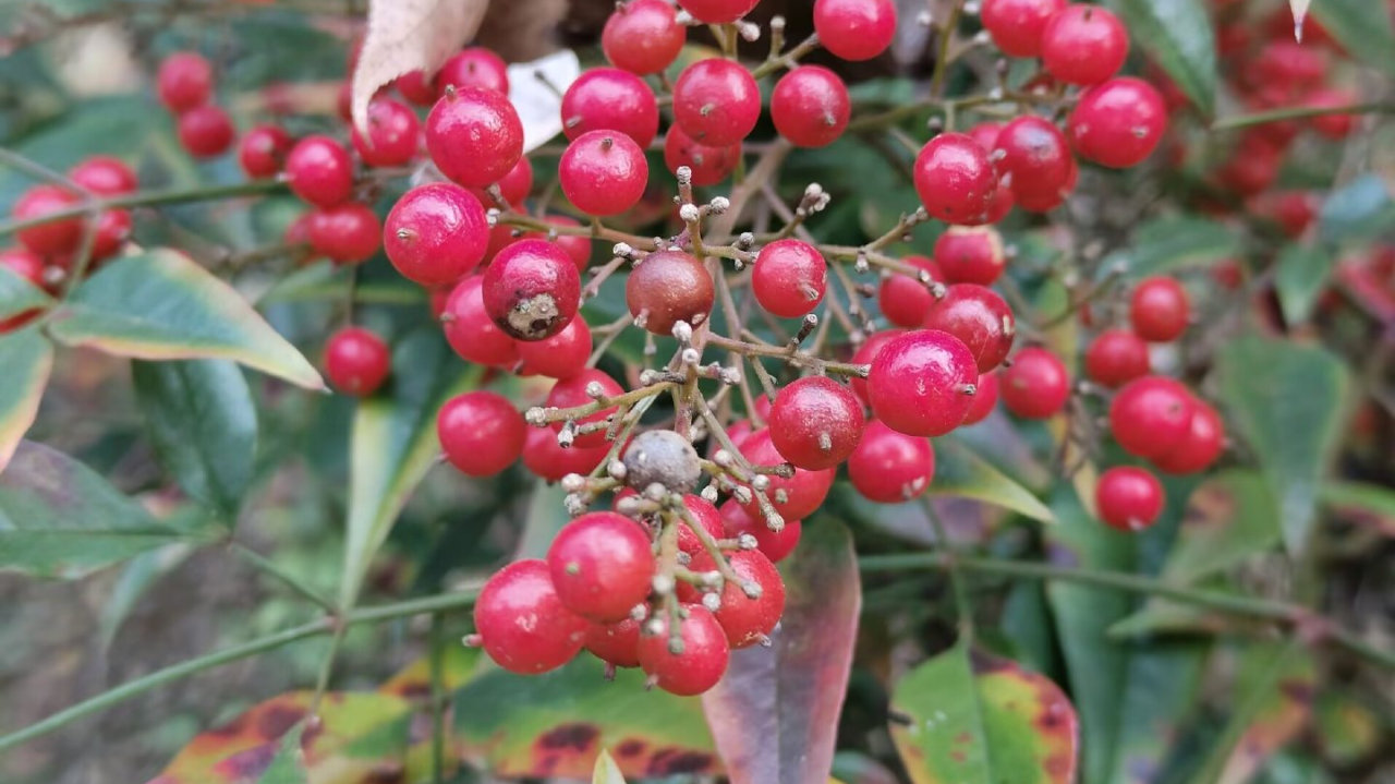 19日前全省以晴到多云天气为主  20-23日我省有一次降水过程