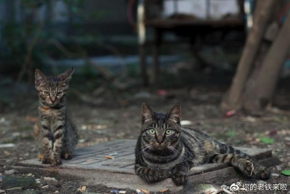 澳洲猫咪：从可爱宠物到凶残的入侵者，每年干掉两亿只小动物！