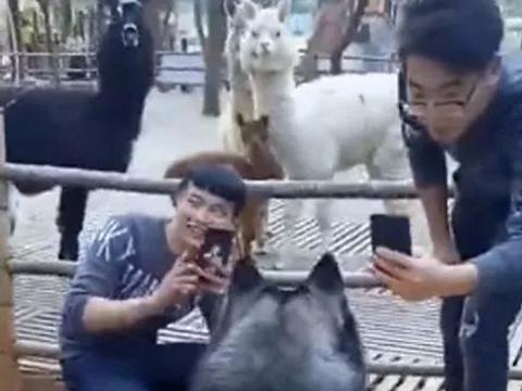 哈士奇在动物园引起围观，结果把羊驼给整懵逼了，网友哭笑不得！