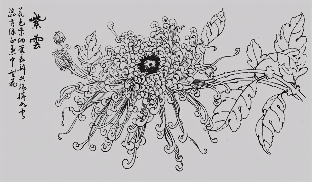 花鸟画技法秘诀，全是精华！