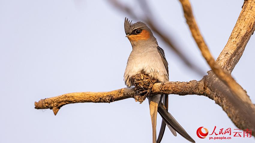 雨燕直播足球免费畅享全场次直播无需会员支持多设备同步观看精彩比赛不间断