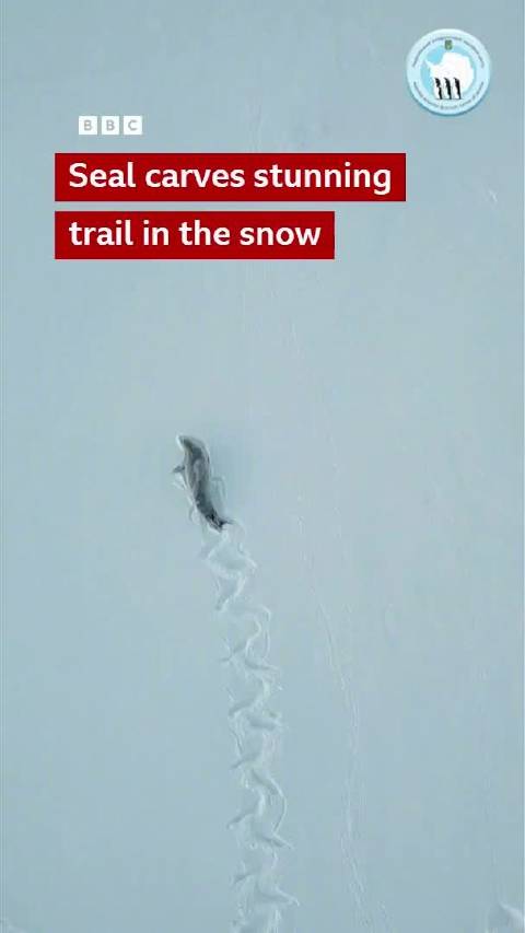 海豹在雪地里留下美丽的印迹