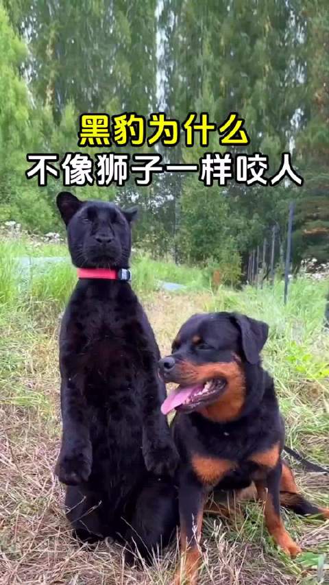 黑豹露娜为什么不像狮子一样咬人呢？