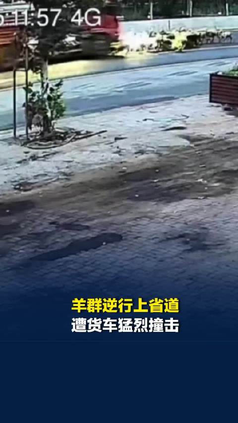 羊群逆行上省道遭货车猛烈撞击，死伤约三十只