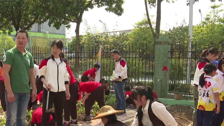 张槎中心小学设立劳动实践基地    学生体验种菜的乐趣|张槎|学生|中心小学_新浪新闻