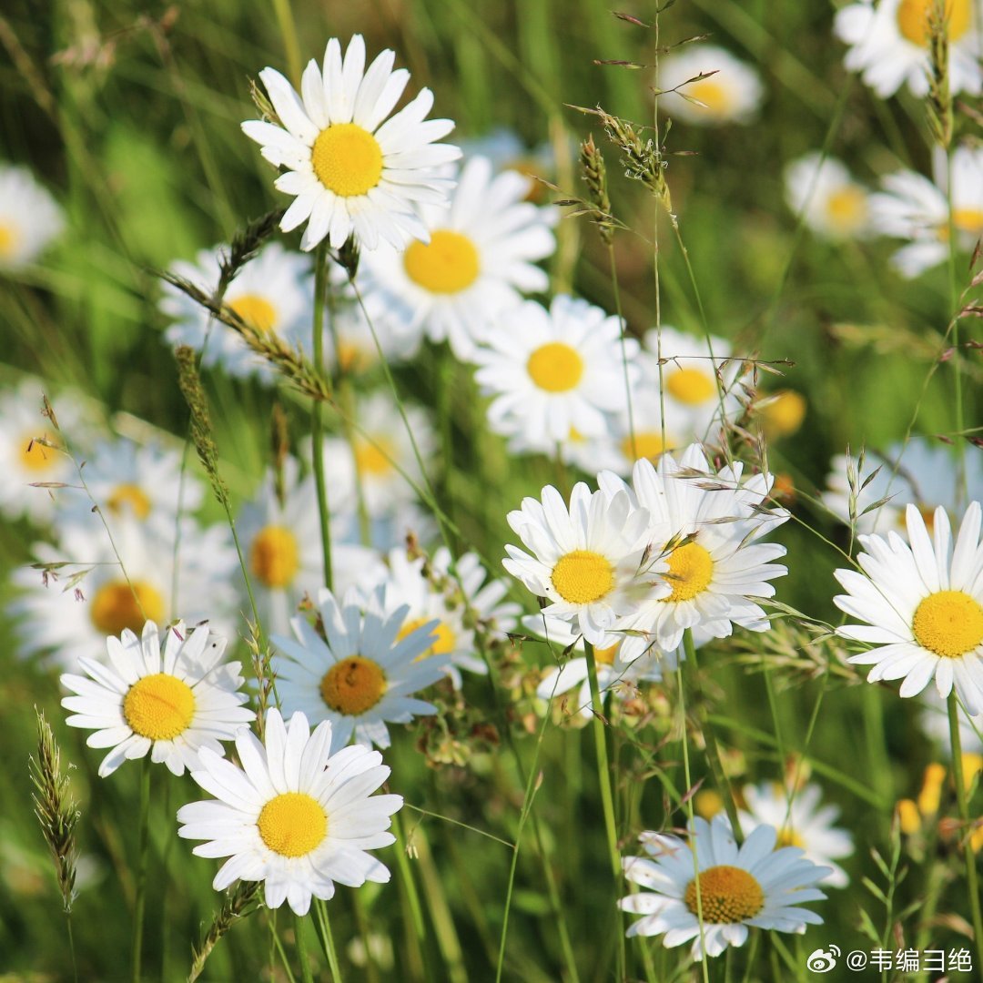 “梦想如星辰，指引暗夜中的方向，即使触不可及，追逐的过程已让灵魂生辉”