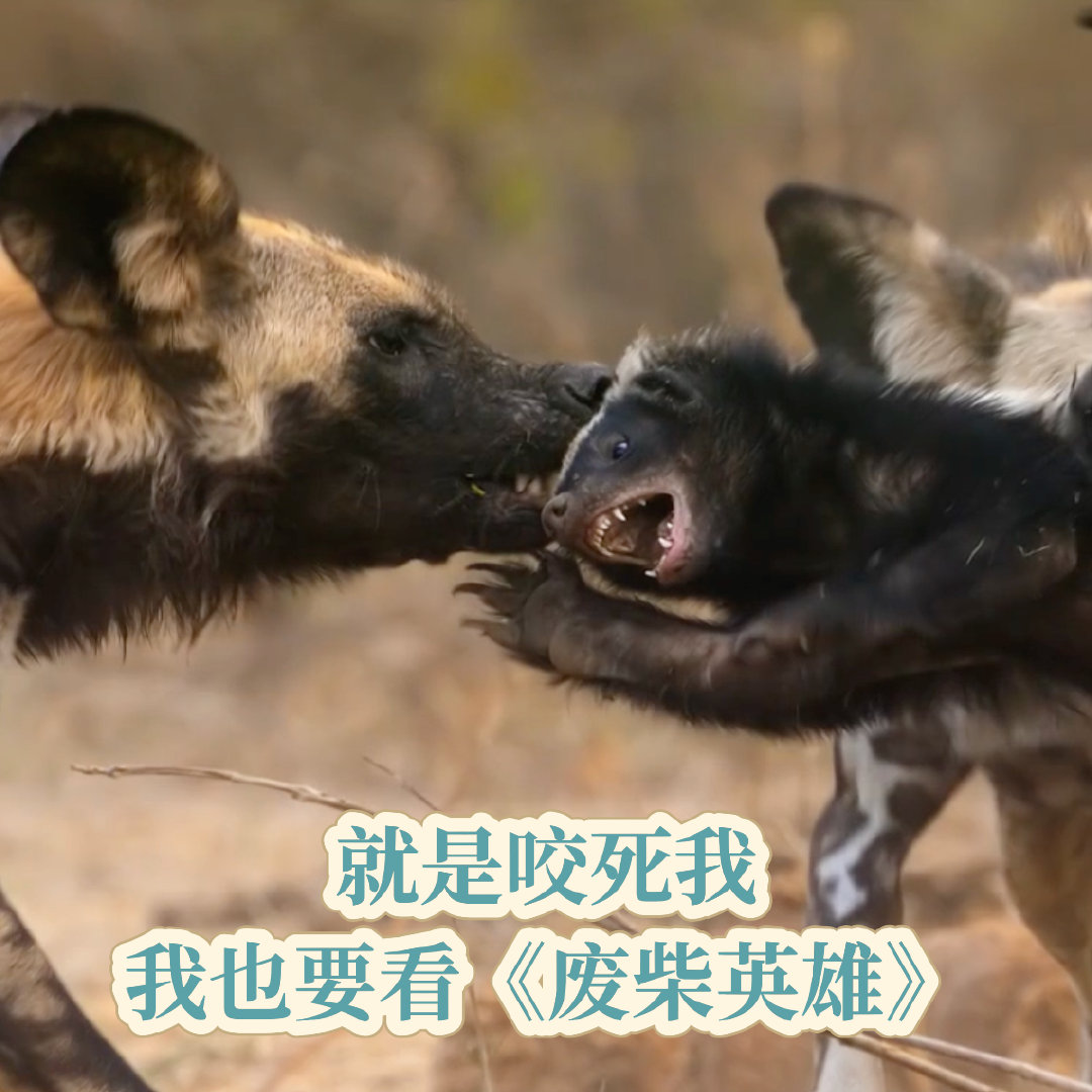 赵又廷配音纪录片《废柴英雄》以幽默风格呈现动物世界